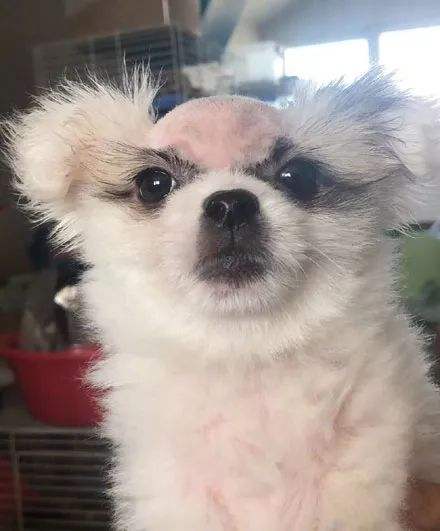 皮炎.jpeg
