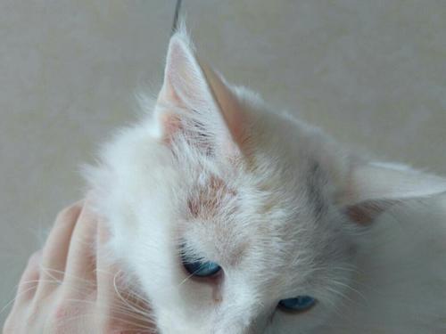猫藓.jpeg