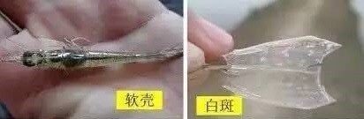 南美白对虾常见病症之一：对虾白斑综合症（1）.jpeg