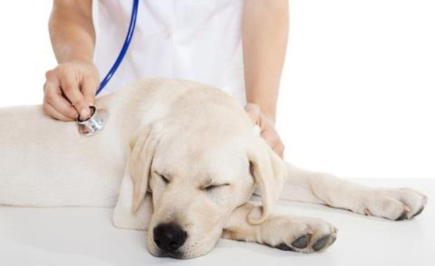 犬细小病毒性肠炎.png