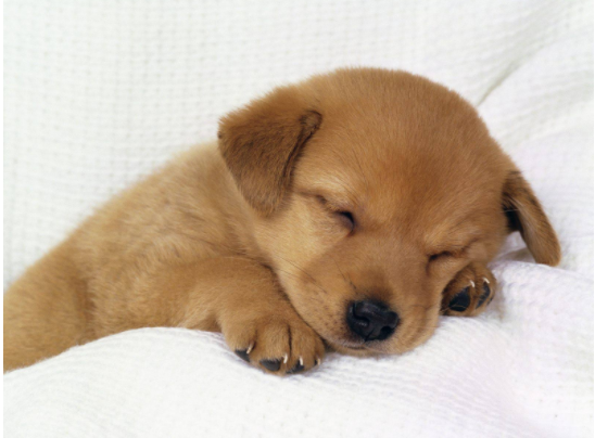 犬瘟热.png