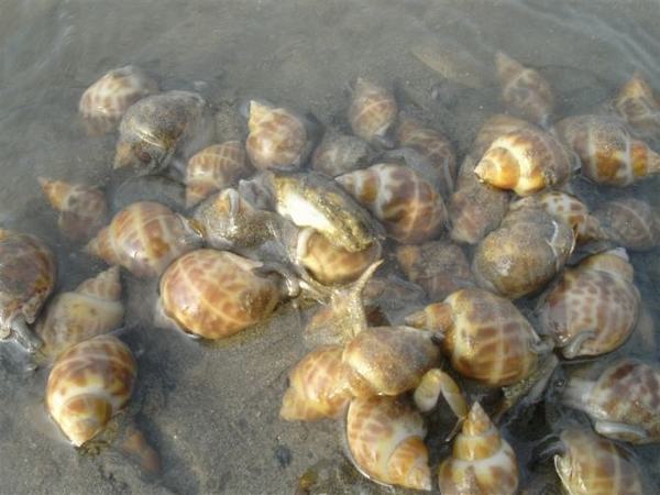 东风螺(花螺)养殖中不可忽视的三大病害